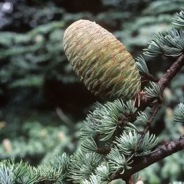 Cedertræet - en smuk gæst i haven
